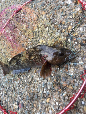 朝からライトゲーム