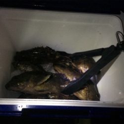 アジングタックルでメバリング