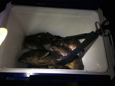 アジングタックルでメバリング