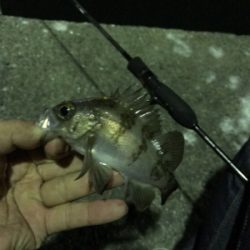 アジング・メバリング