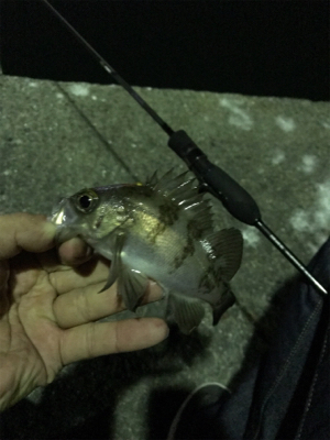 アジング・メバリング