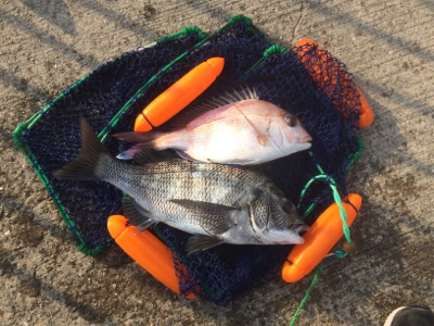 新年あけましておめでタイ！