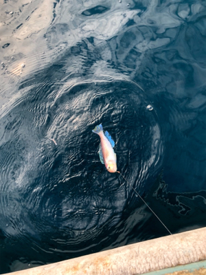 アマダイちゃん