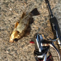 平成31年初釣り！