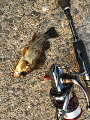 平成31年初釣り！