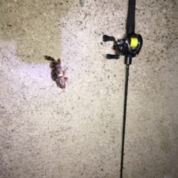 なんとかメバルも、単発