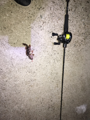 なんとかメバルも、単発