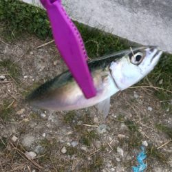 大阪湾奥アジング 初釣り