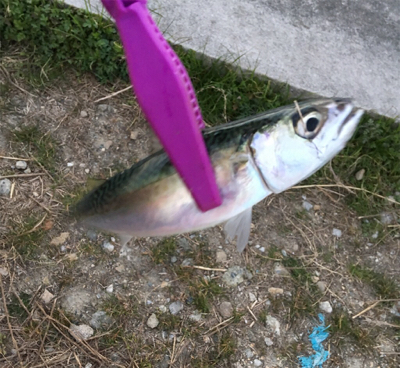 大阪湾奥アジング 初釣り