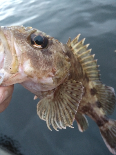 2019　初釣りはガシラ