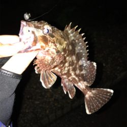 メバルを求めて①