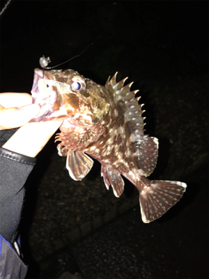 メバルを求めて①