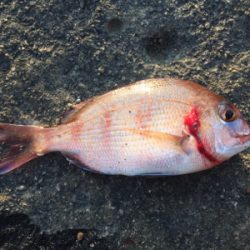 まさかのイシダイ