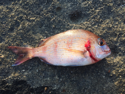 まさかのイシダイ