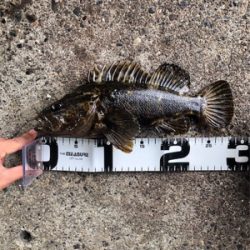 ライトワインドでビックサイズ！