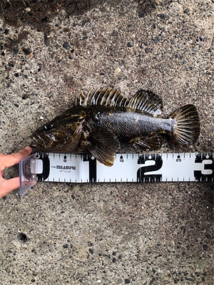 ライトワインドでビックサイズ！