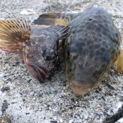 朝マヅメからライトゲーム 今日は寒い