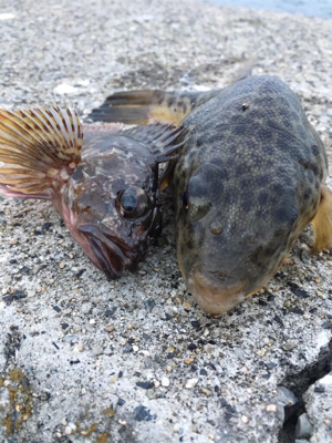 朝マヅメからライトゲーム 今日は寒い