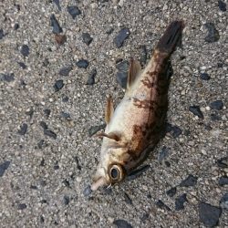 江田島でデイメバリング！