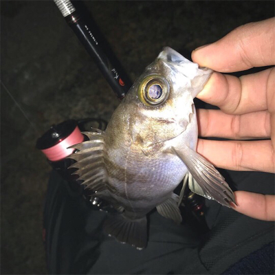 メバルプラッキング