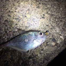 年始アジング釣行@串本