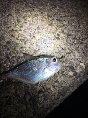 年始アジング釣行@串本