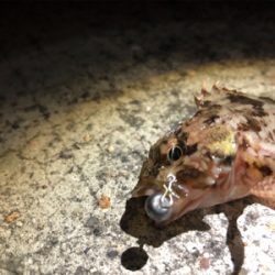 アジング終了?!