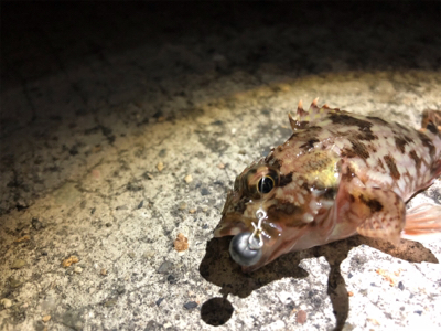 アジング終了?!