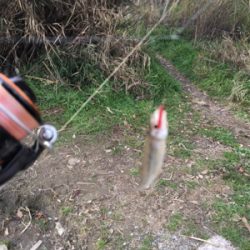 モロコ狙いで！