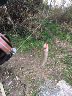 モロコ狙いで！