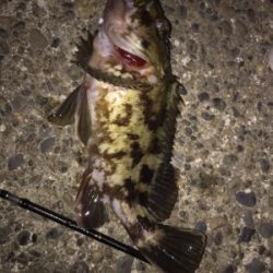 今年2回目で、25cmのメバル釣れました。