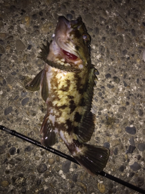 今年2回目で、25cmのメバル釣れました。…