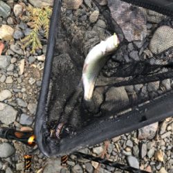 トラウトフィッシング