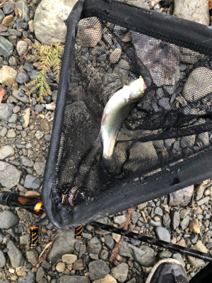 トラウトフィッシング