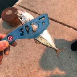 栖本ライトゲーム