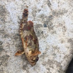 デイライトゲーム