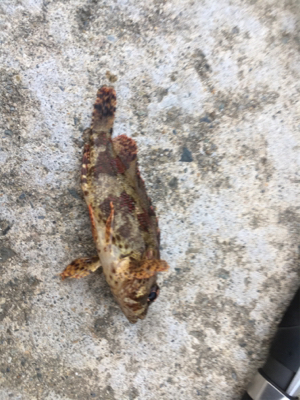 デイライトゲーム