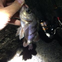 マリンピア沖洲でメバリング