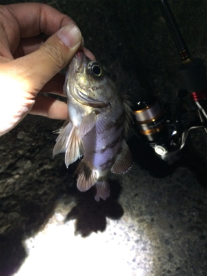 マリンピア沖洲でメバリング