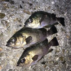 ちょっと渋め?メバリング