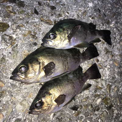 ちょっと渋め?メバリング