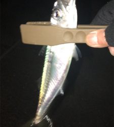 シーバスは釣れない…