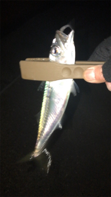 シーバスは釣れない…