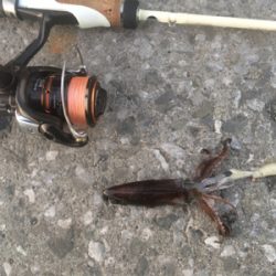 まだまだ狙えるヒイカ