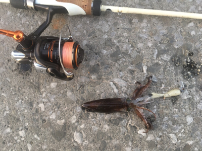 まだまだ狙えるヒイカ