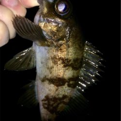 メバリンガー1835〜1915