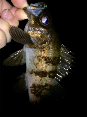 メバリンガー1835〜1915