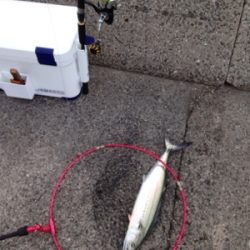 サゴシ70cm×1匹、サゴシバラシ2回