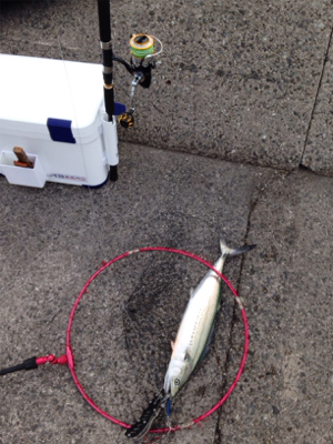 サゴシ70cm×1匹、サゴシバラシ2回