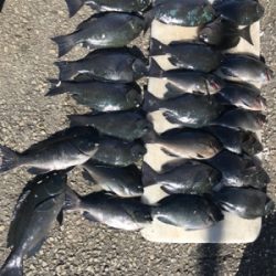 初釣り、グレ入れ食い